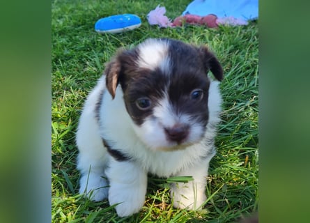 Bezaubernde Welpen aus Bolonka Zwetna und Pomeranian (Zwergspitz)