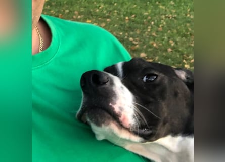 Stella  - RESERVIERT - glücklich mit Menschen - sagt Nein zur Jagd