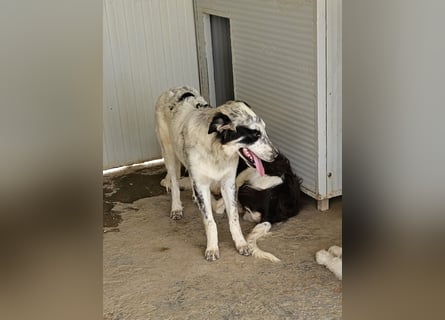 Mila: überfordert im Tierheim