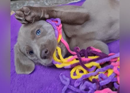 Labrador Aussiedor Welpen,dürfen ausziehen,aus liebevoller Zucht