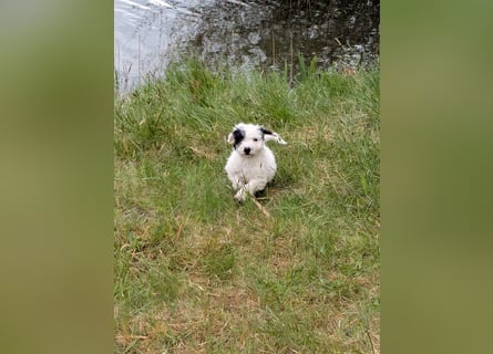 Spanische Wasserhund Welpen reinrassig