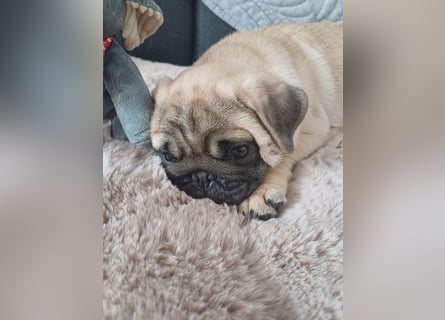 Mops welpen ab sofort Abgabe bereit.