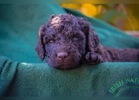 Irish Water Spaniel Welpen / Nichthaarend / FCI - VDH Zucht