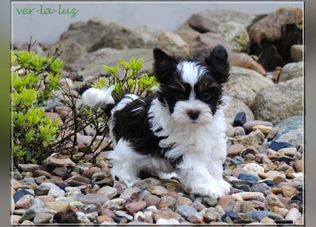 Yorkshire Terrier Welpen -verschiedene Farbgebungen u. Größen