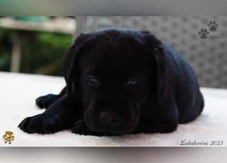Labrador Welpen in schwarz- die Buben