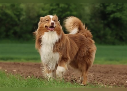 Australian Shepherd Deckrüde mit ASCA Papieren