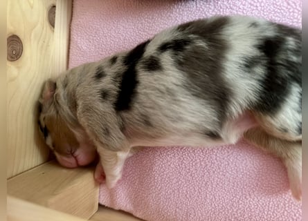 Blue Merle Hündin, Australian Shepherd