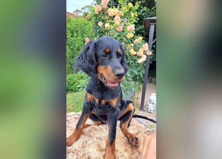 Gordon Setter Mädchen Sheila und Scarlett suchen nette Kuschelpartner