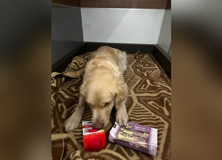 süße reinrassige Goldenretriever Welpen geboren