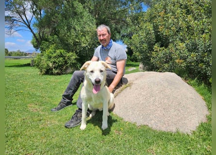 Victory: toller Familienhund