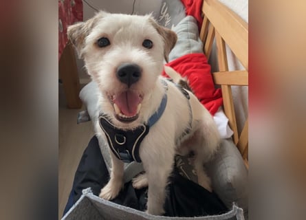 Rüde Braun Weiß Parson Russell Terrier Welpen Bild und Video neu