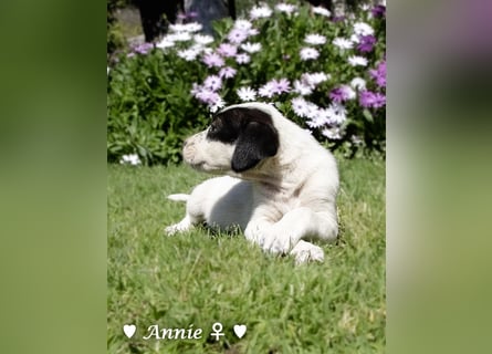 Annie und ihre Geschwister suchen ein Zuhause