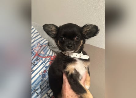 Chihuahua Welpen