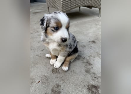 Mini Australien Shepherd Welpen suchen Traumzuhause