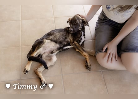 Adam, Ajax und Timmy suchen ein Zuhause