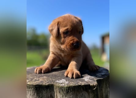 Labrador Welpen in foxred und schwarz aus liebevoller Hobbyzucht