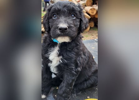 Doodle Bergamasker Barbet Mix Bergamasco Franz. Wasserhund Bergadoodle für Allergiker nicht haarend