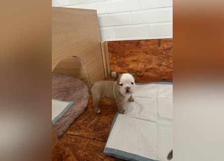Englische Bulldoggen Welpen– 7 süße Mädels suchen bald ein Zuhause!