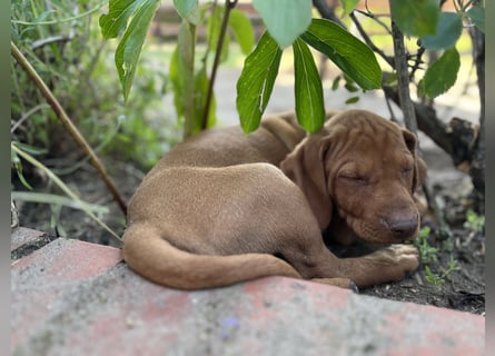 Wurfankündigung Magyar Vizsla Welpen (Mai 25)