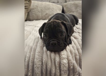 Wundervolle Bulldoggen-Welpen suchen ihr Für-Immer-Zuhause!