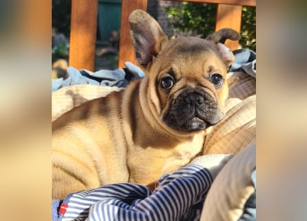 Vergnügte Frops Kinder  (Französische Bulldogge + Mops )