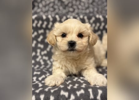 Maltipoo Welpe