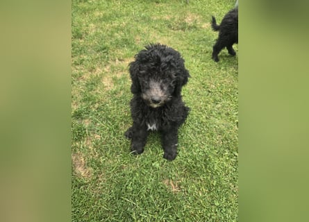 Goldendoodle F2b