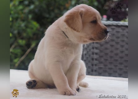 Labrador Welpen in hell gelb - die Buben