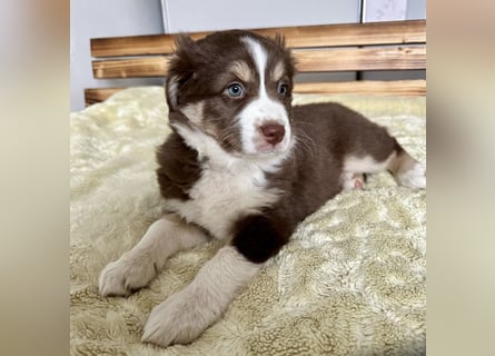 1 kleine Australian Shepherd Hündin( Welpe) braun/redtri (Minimix/Reinrassig)+ Gesundheitszeugnis
