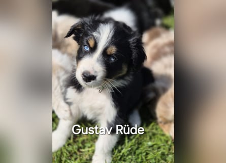 Australian Shepherd Welpen