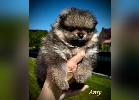 Reinrassige Pomeranian-Hündinnen mit Ahnentafel suchen ihre Traumfamilien
