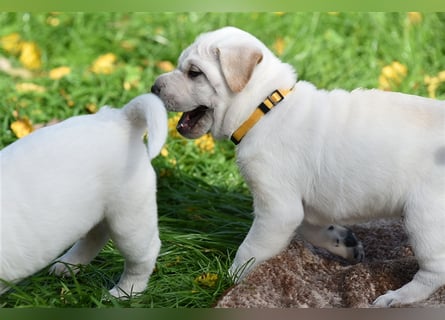 Shar-Pei x Labrador Mix Welpe Frenchy stellt sich vor......