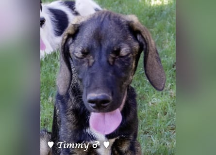 Adam, Ajax und Timmy suchen ein Zuhause