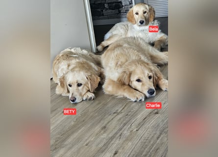 Golden Retriever