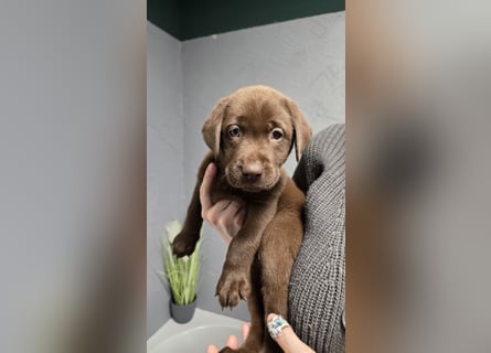 Labradorwelpen suchen ihre neue Familie
