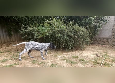 Braque d'Auvergne (Auvergne Vorstehhund) Welpe