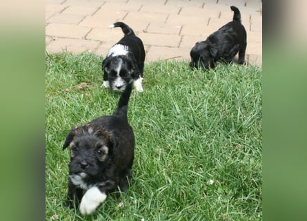 Kirsei-Kra Tibet Terrier Welpen ( VDH / ILT )