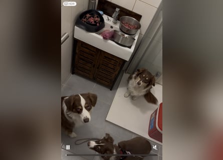 1 kleine Australian Shepherd Hündin( Welpe) braun/redtri (Minimix/Reinrassig)+ Gesundheitszeugnis