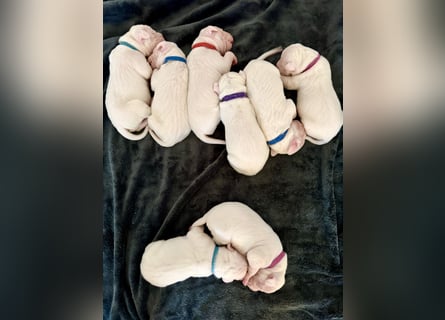 NEUE Welpen sind da.. die reinrassigen Dogo Argentinos mit Ahnenpass