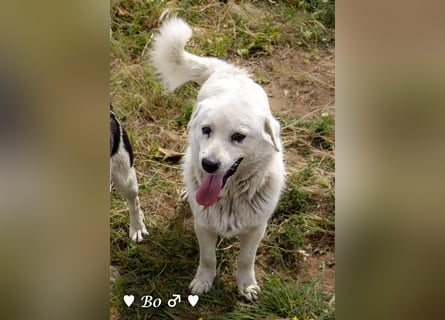 Kokonimix Bo und Benji suchen ab sofort ein Zuhause