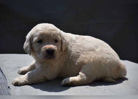süße reinrassige Goldenretriever Welpen geboren