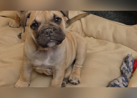 Freiatmige Bulldoggenwelpen Abgabebereit