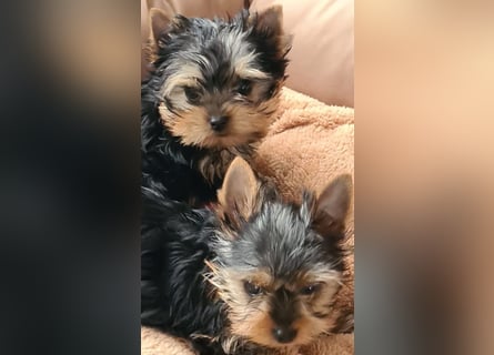 Yorkshire-Terrier Welpen,  reinrassig mit Ahnentafel sofort abgabebereit