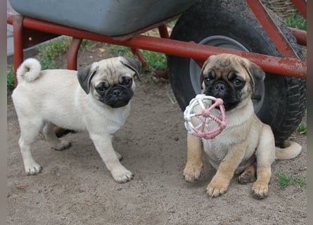 Mops 2.0 Welpen, Rüde, 13 Wochen, Ahnentafel CfdM / VDH / FCI