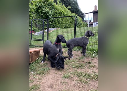 Deerhoundwelpen suchen ein liebevolles Für-Immer-Zuhause