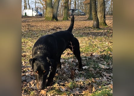 Holly: sucht DRINGEND ihre Endstelle zum Ankommen in 74906 Bad Rappenau