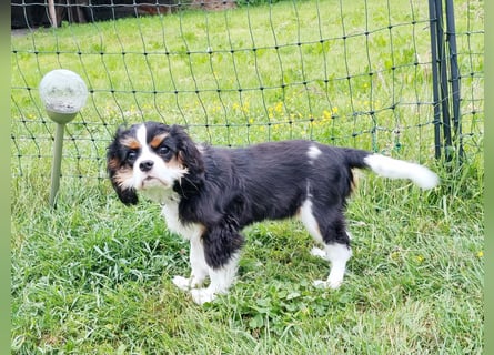 Cavalier King Charles Spaniel Tricolor Rüde