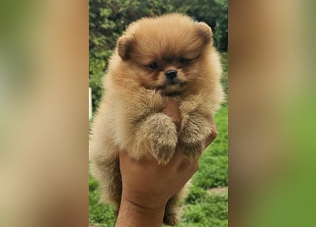 Pomeranian Boo Zwergspitz