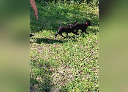 schwarze Schäferhunde aus Leistungszucht