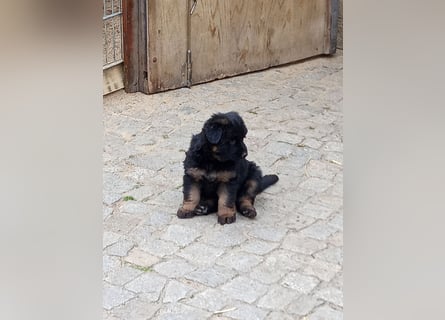 Schäferhund-Mischlingswelpen